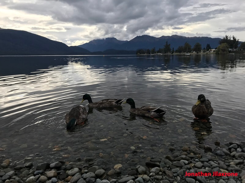 Road Trip to New Zealand Fiordland National Park Lake Te Anau