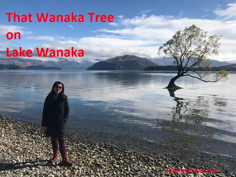 Road Trip to New Zealand that wanaka tree on lake wanaka