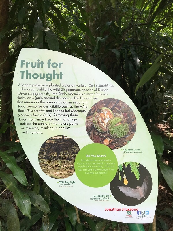 Thomson Nature Park Singapore Durian durio singaporensis jilaxzone.com