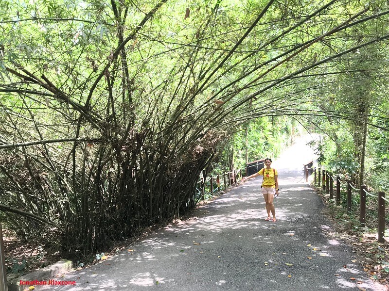 Thomson Nature Park bamboo tree jilaxzone.com