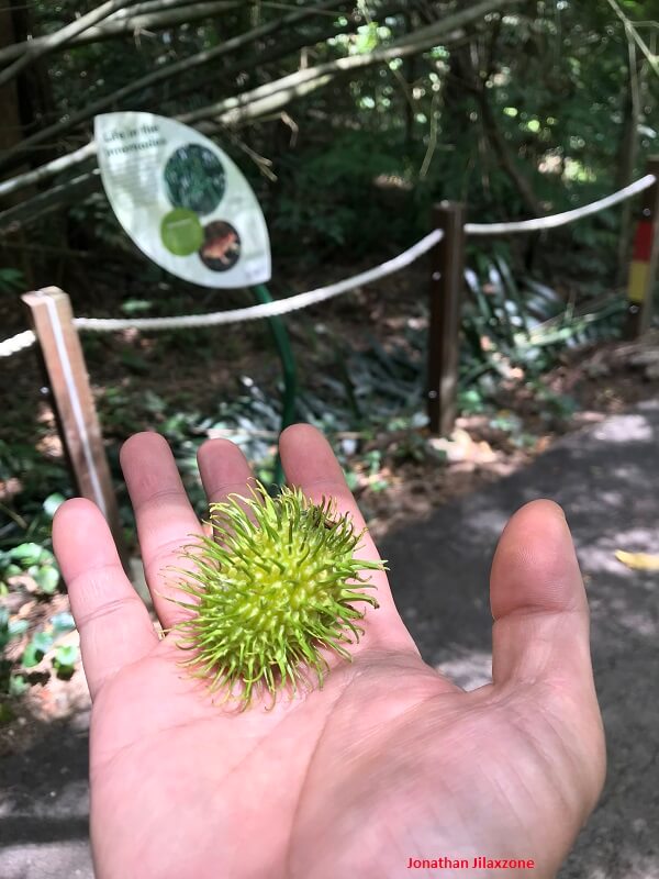 Thomson Nature Park rambutan fruit jilaxzone.com